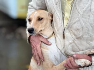 Castramóvel oferece castração gratuita e microchipagem de animais no Jardim Fraternidade nos dias 27 e 28 de outubro
